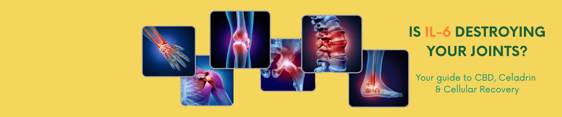 How CBD Reduces IL-6 and MMP-3: A Clinical Review for Chronic Pain Sufferers - Sunshine Miracle Cream